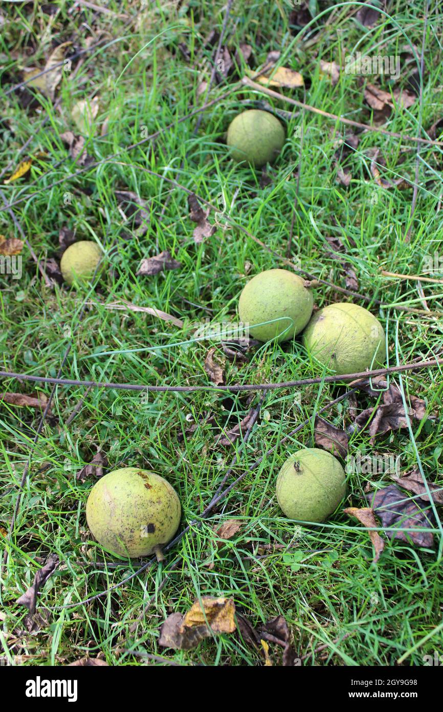 Fallen Black Walnut Fruits in a Lawn in Autumn Stock Photo