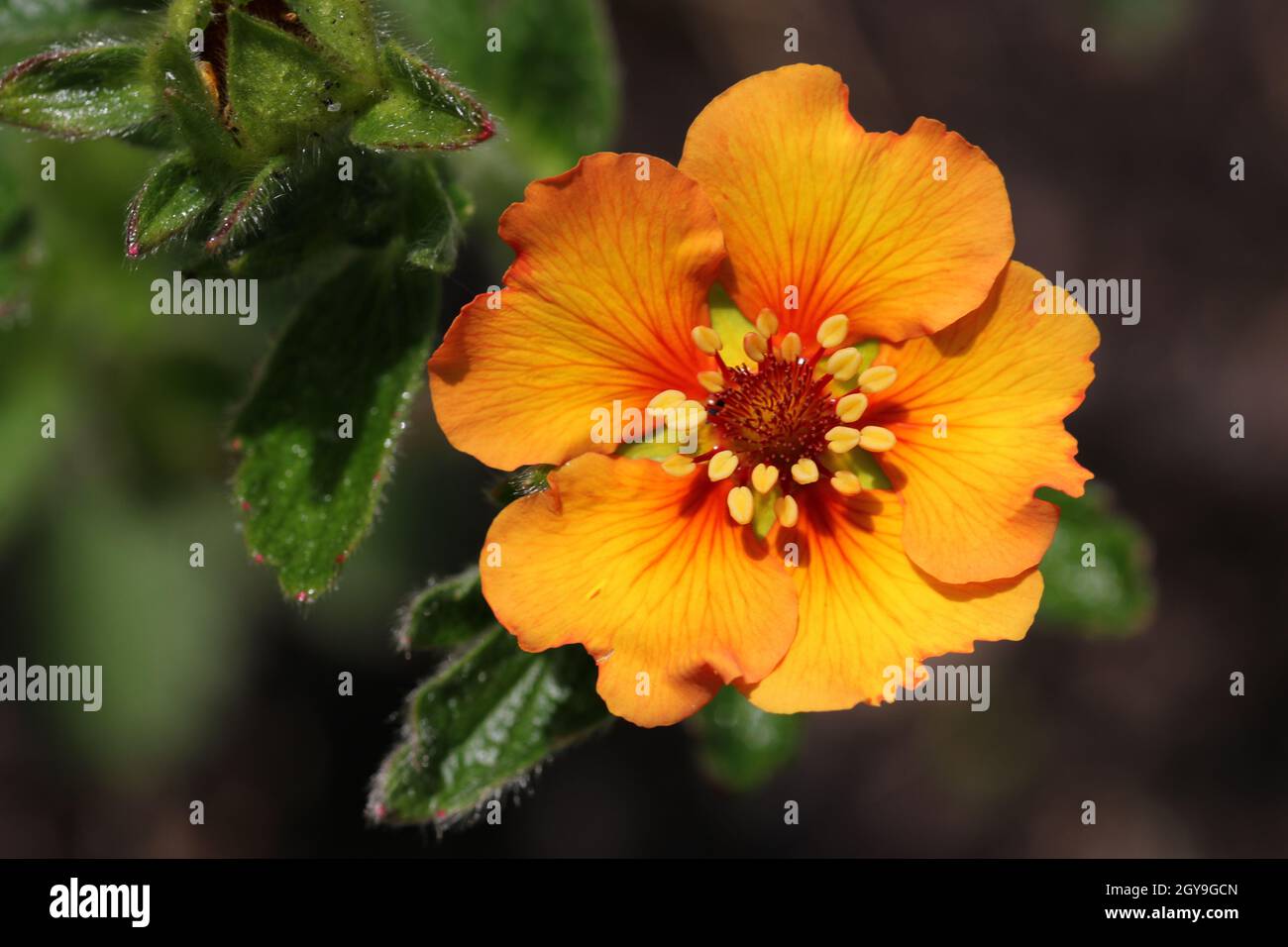 Orange cinquefoil, Potentilla megalantha variety Majlands, flower in close up with a dark background of blurred leaves. Stock Photo