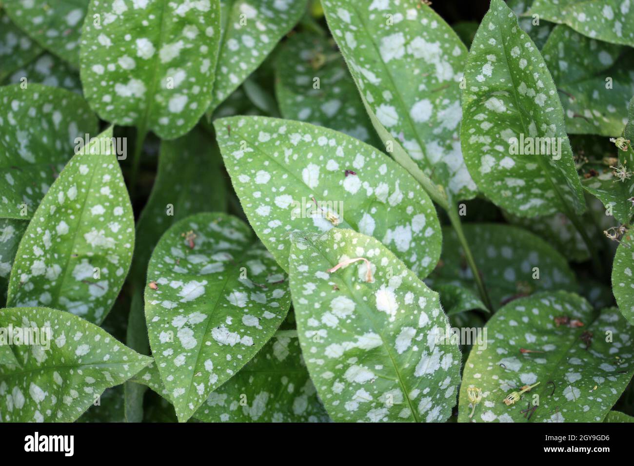 Spotted leaves of lungwort, Pulmonaria angustifolia variety Hazel Kayes Red, in close up with no background. Stock Photo