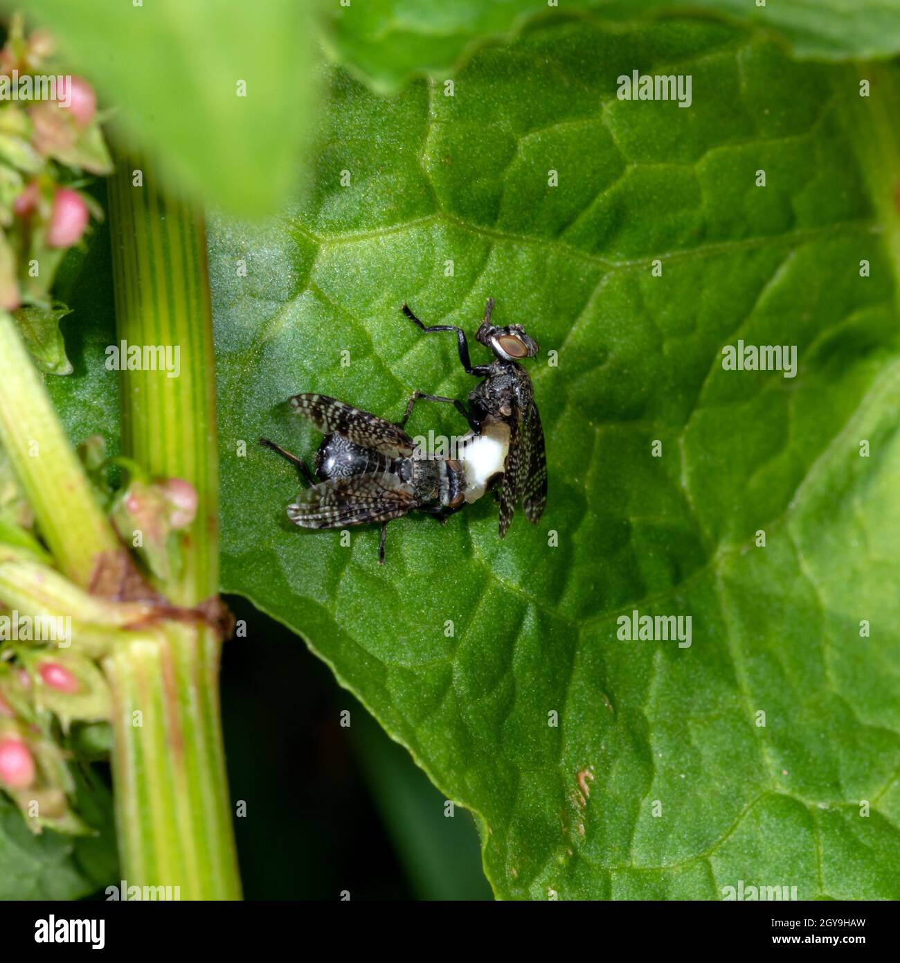 two black blowflies on a green leaf while mating Stock Photo