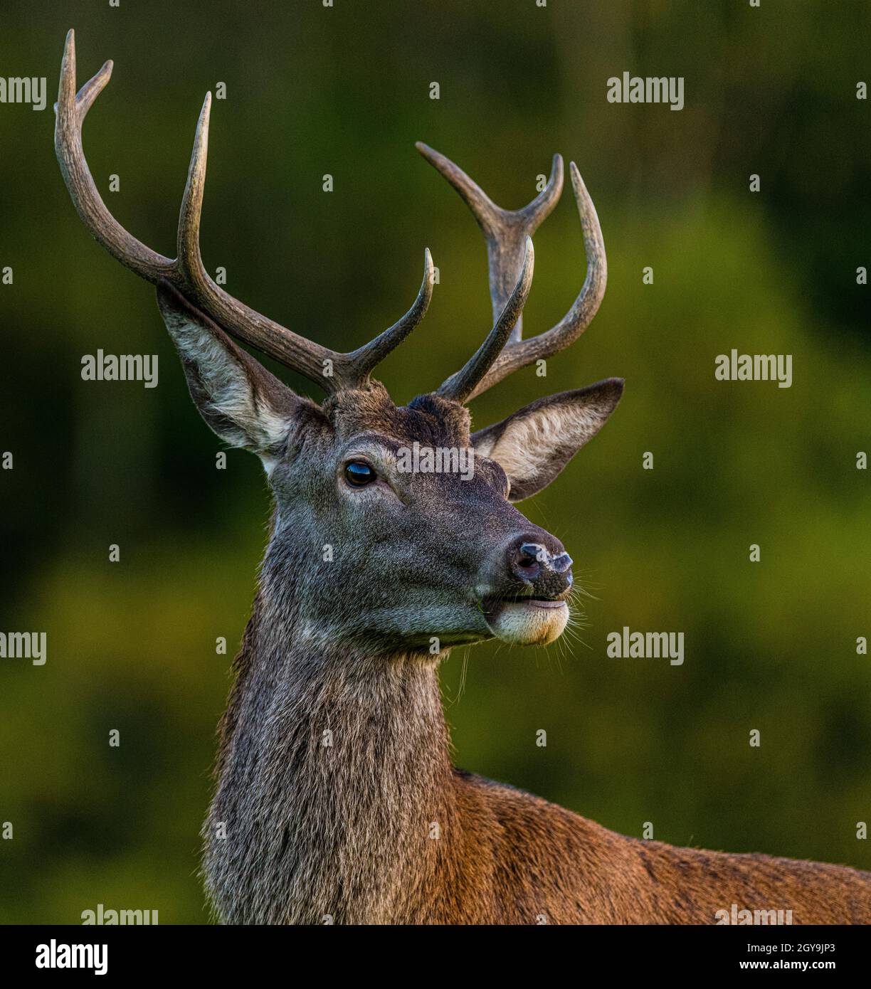 Wild red deer in Western Norway. Stock Photo