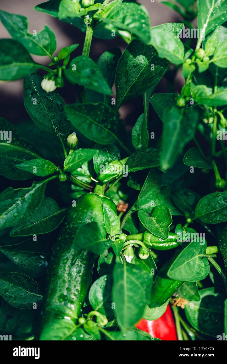 Small Green Peppers and Leaves with Water Drops In The Garden Stock Photo