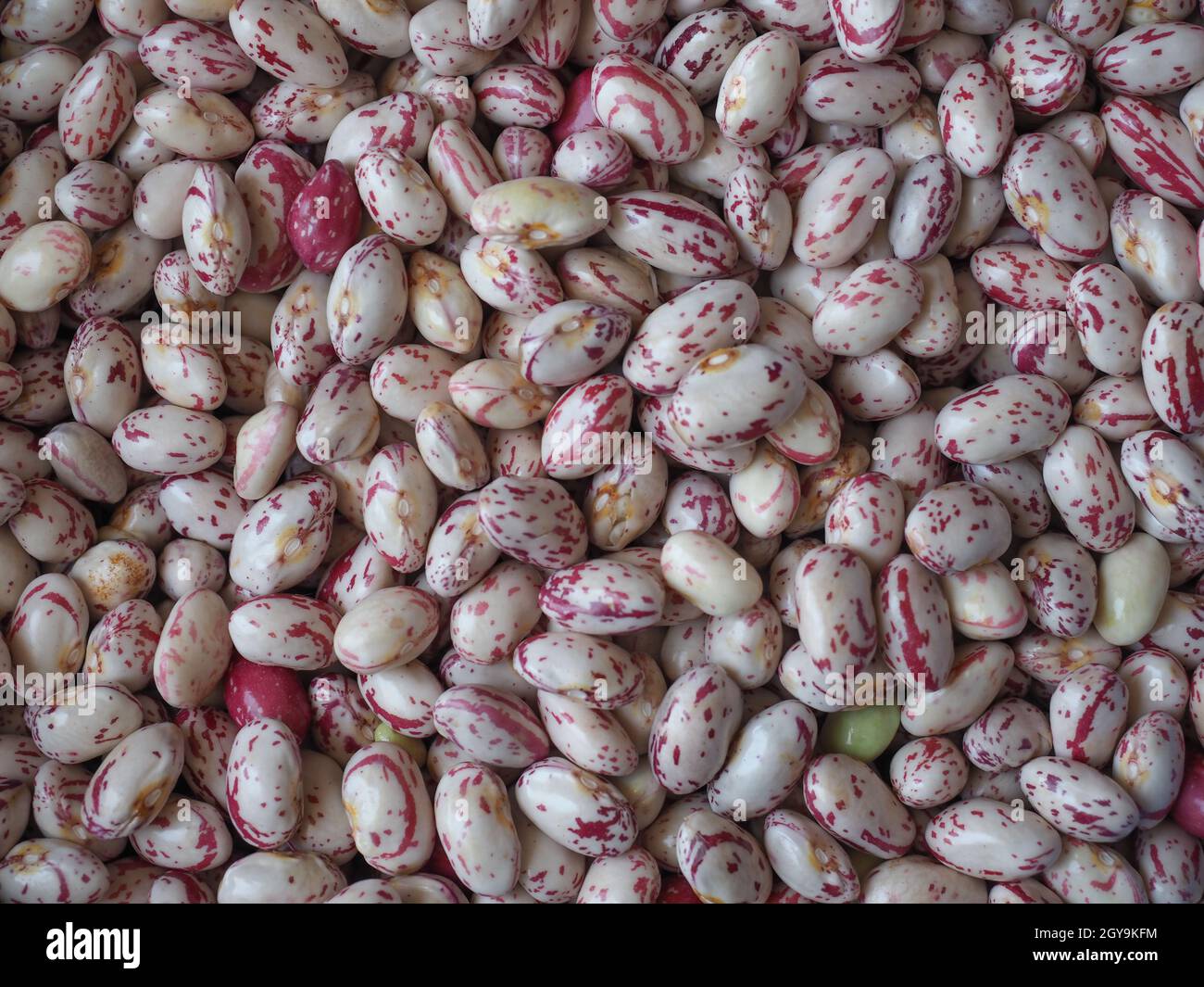 crimson beans, variety of common bean (scientific name Phaseolus