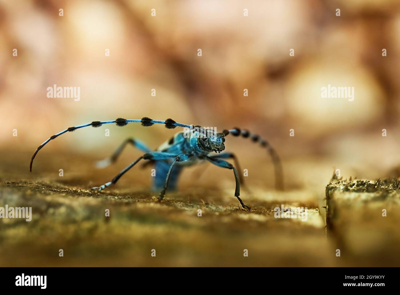 Cincer hi-res stock photography and images - Alamy