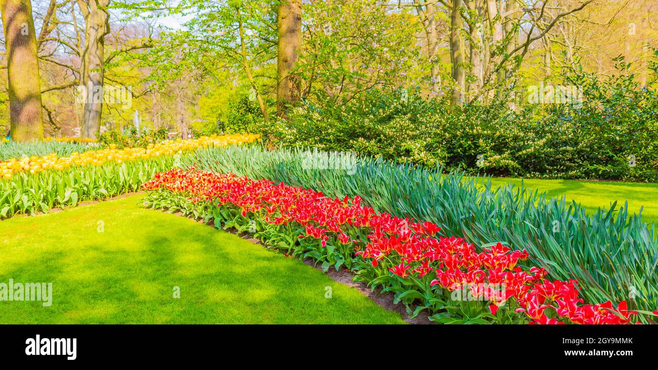 Many colorful tulips and daffodils in Keukenhof tulip park in Lisse ...
