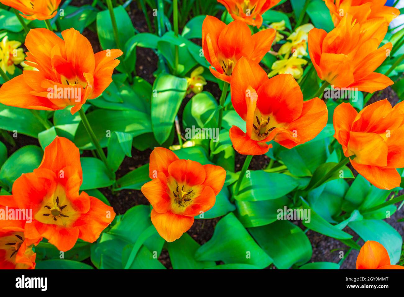 Many colorful tulips and daffodils in Keukenhof tulip park in Lisse ...