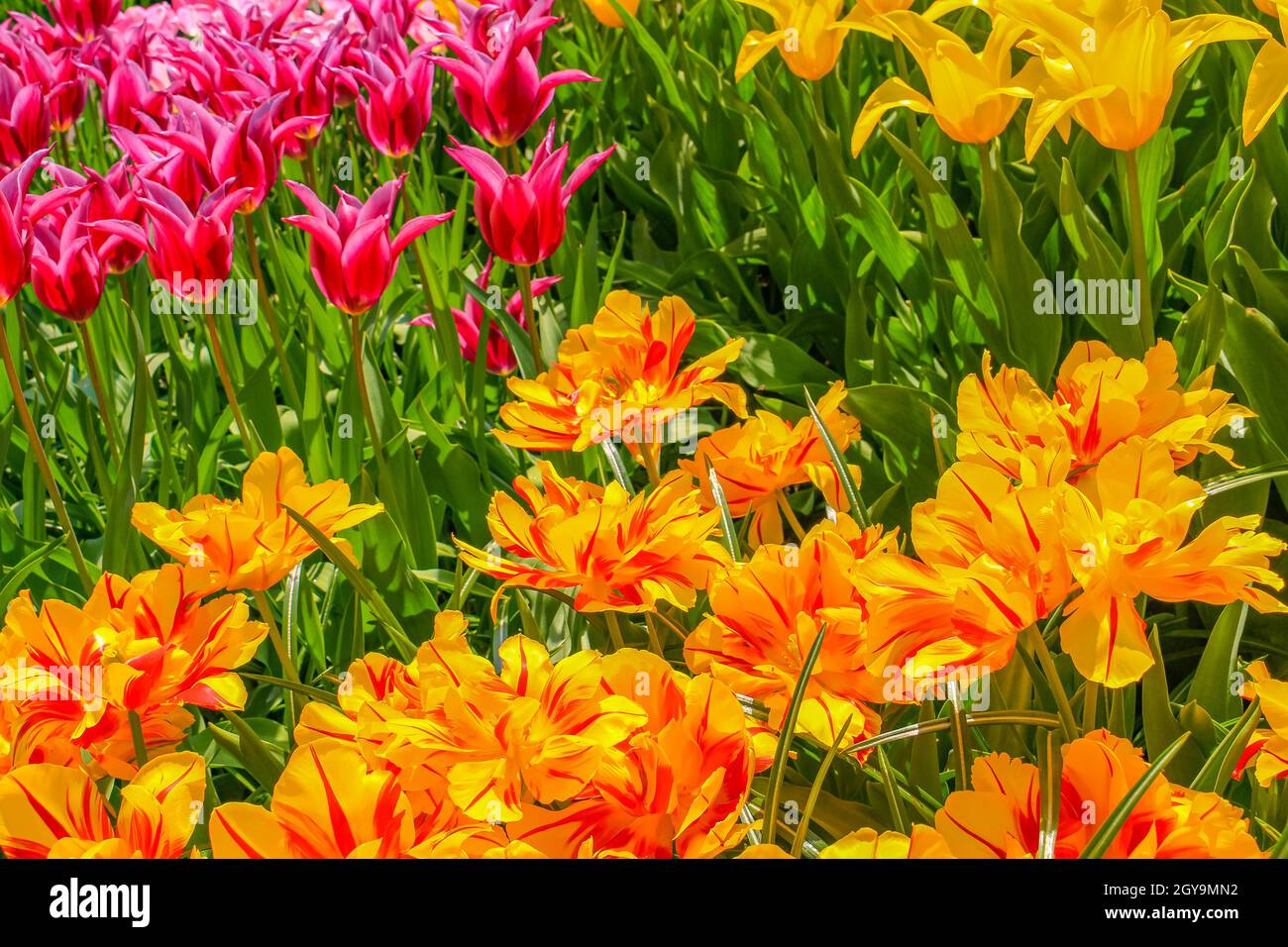 Many colorful tulips and daffodils in Keukenhof tulip park in Lisse ...