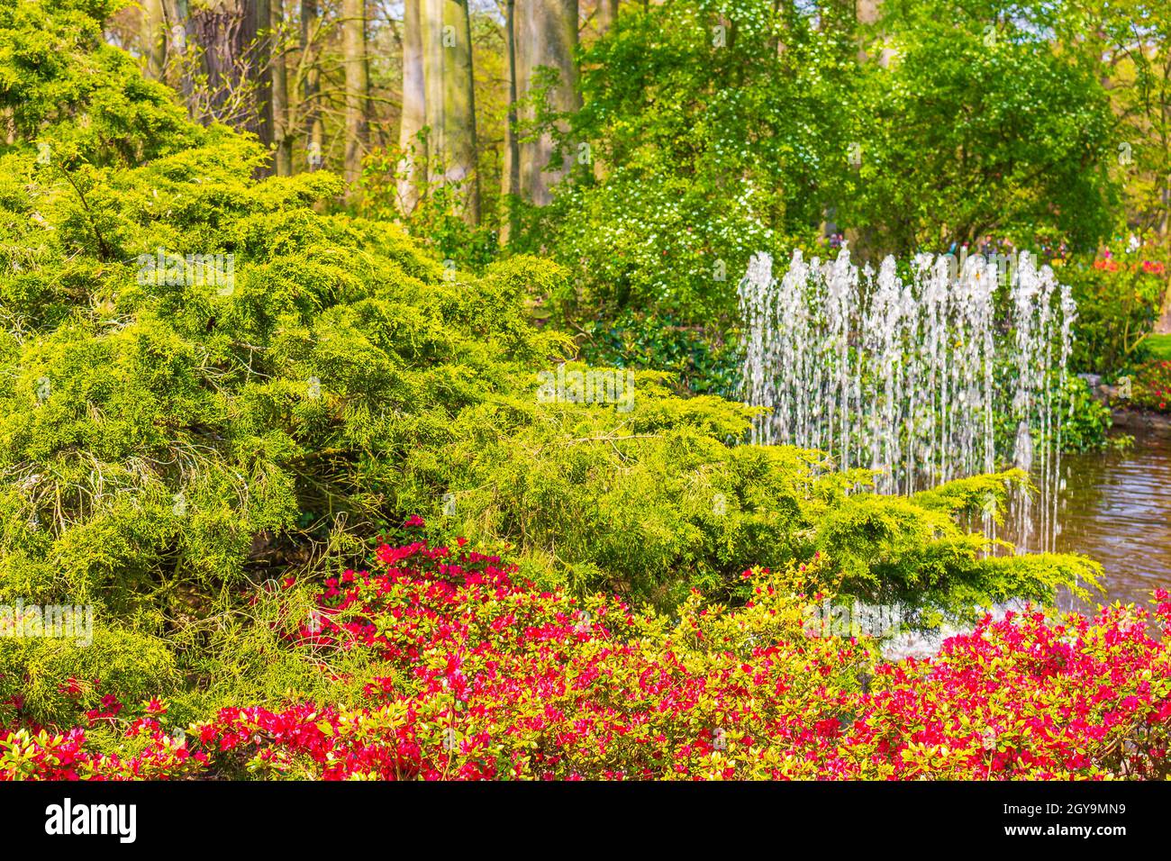 Many colorful tulips and daffodils in Keukenhof tulip park in Lisse ...