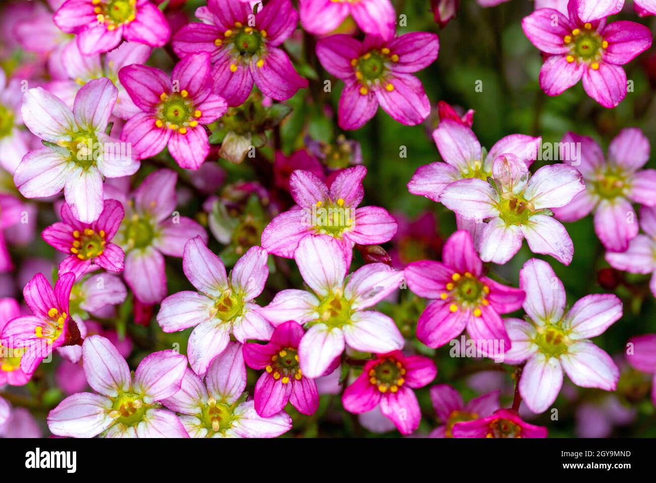 Beautiful spring flowers of Saxifraga × arendsii blooming in the garden, close up Stock Photo