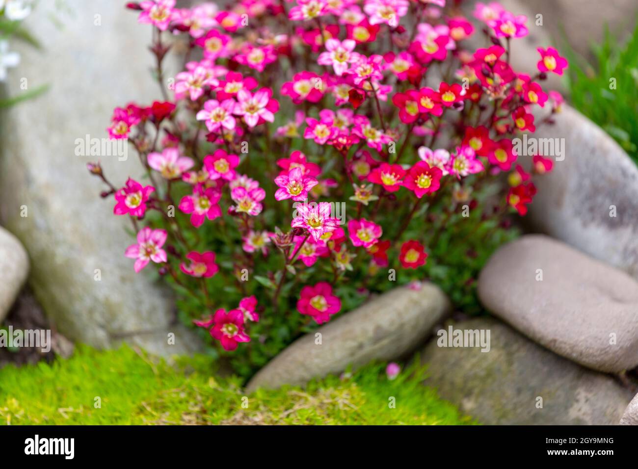Red spring flowers of saxifraga × arendsii blooming in rock garden, close up Stock Photo