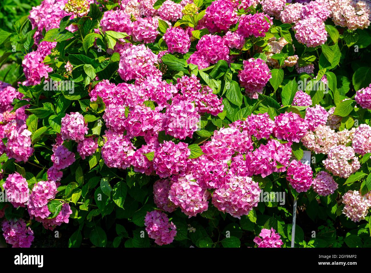 Great bush of pink flower hydrangea blooming in the garden Stock Photo ...