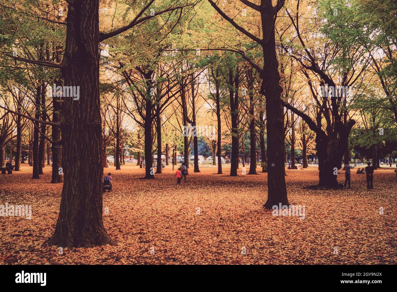 Yoyogi Park, which is covered in autumn leaves. Shooting Location: Tokyo metropolitan area Stock Photo
