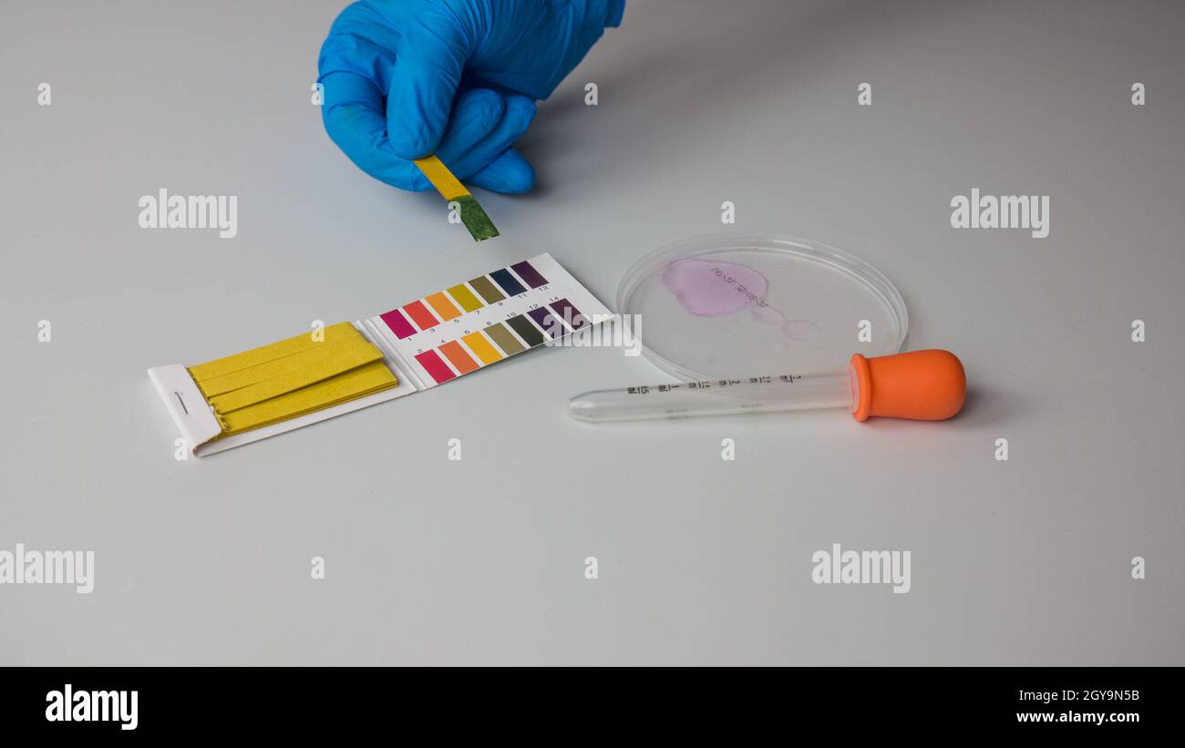 pH measurement in the laboratory with litmus paper by a chemist where the test is negative and basic with blue color Stock Photo