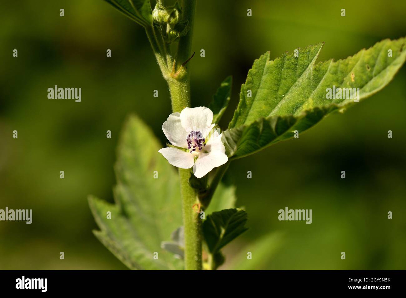 Medicinal plant marsh-mallow with flower in summer Stock Photo