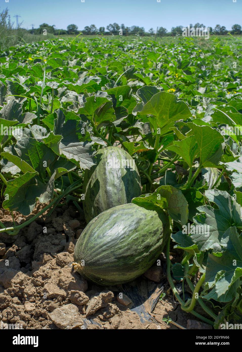 Santa Claus melon or Piel de Sapo melon cultivation. Ground view Stock Photo