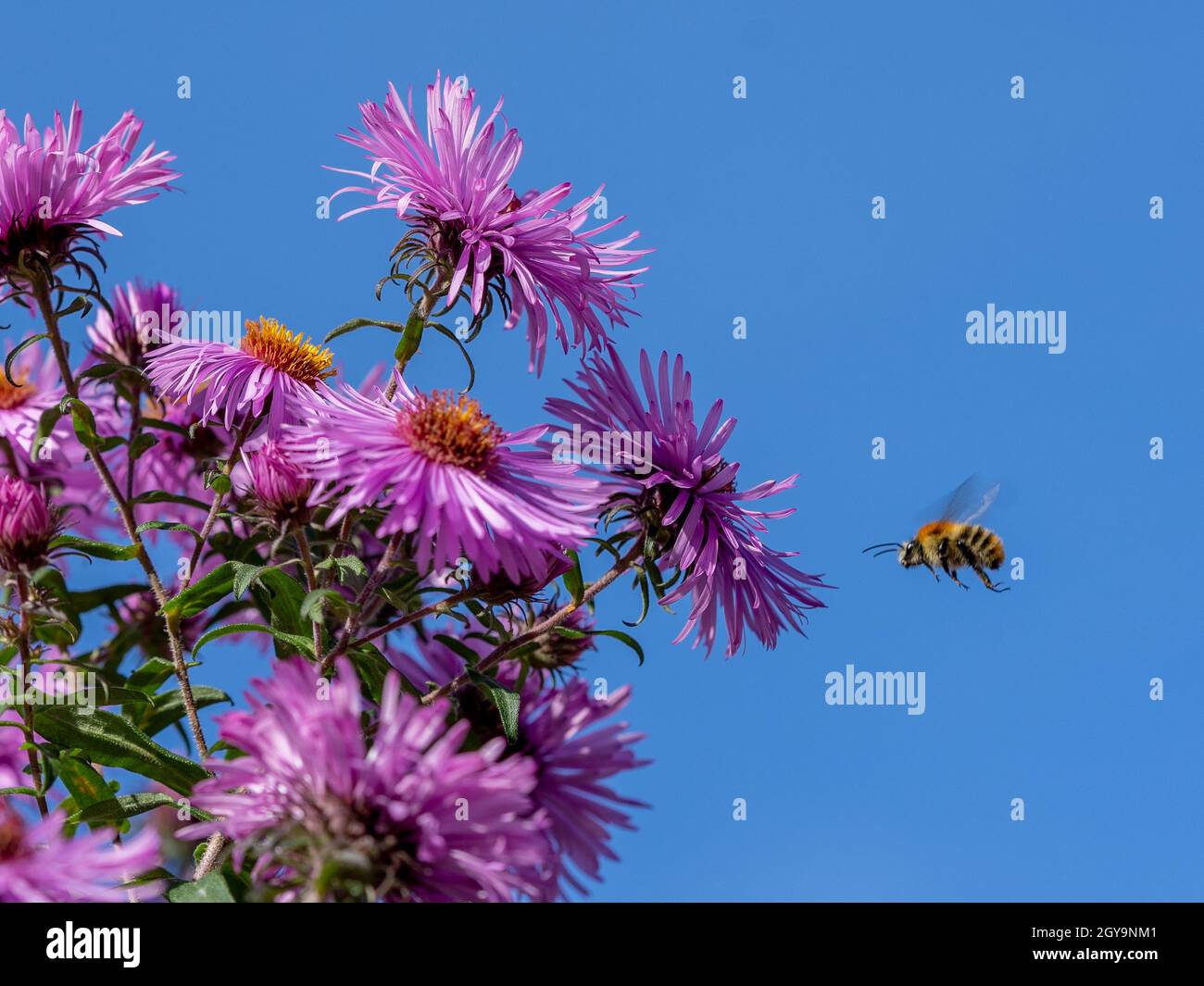 Honey bee flying to flower hi-res stock photography and images - Alamy
