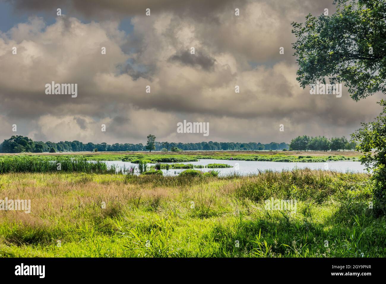 Wide swamp landscape in the stream valley of Rolder Diep, part of Drentse Aa with wild vegetation and pool of marshland due to increased water level d Stock Photo