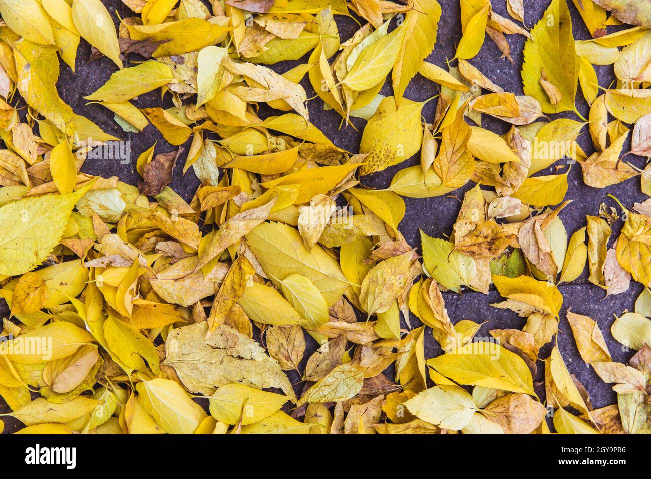 Colorful autumn leaves on the Ground Fallen Stock Photo - Alamy
