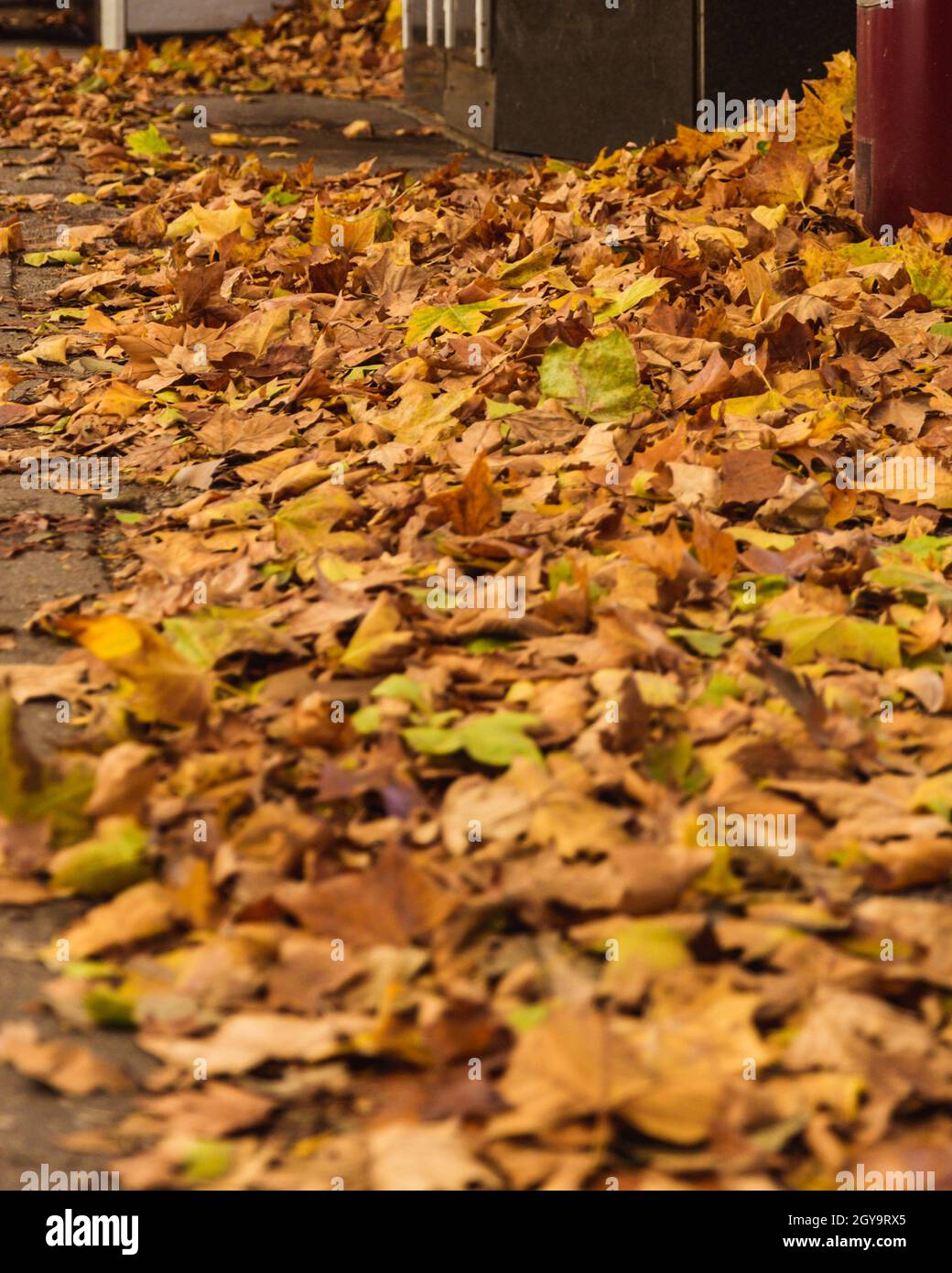 Colorful autumn leaves laying on ground in the city Stock Photo - Alamy