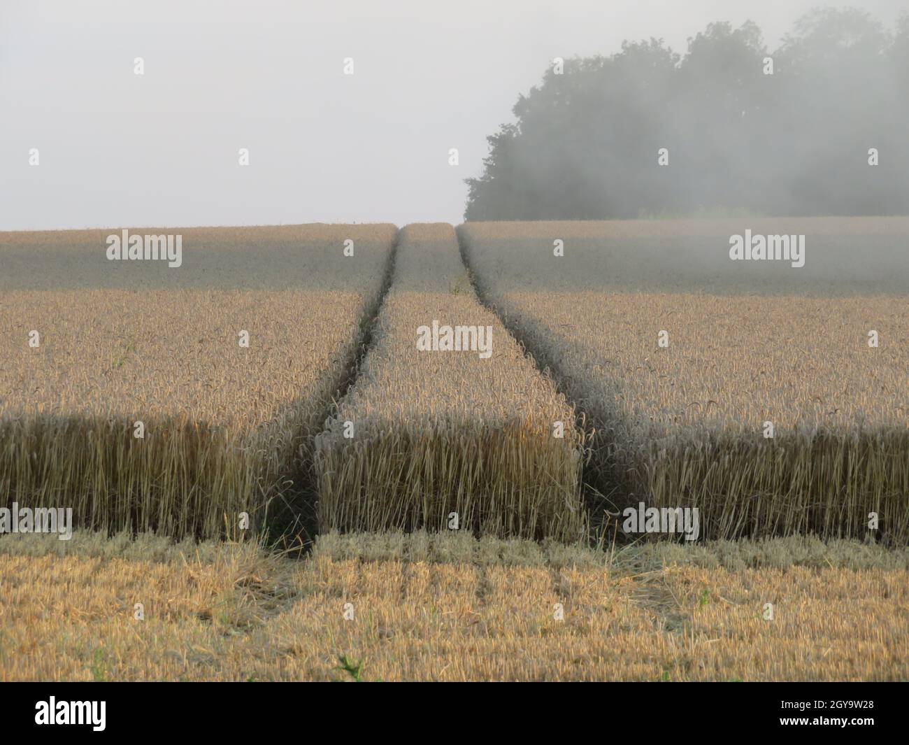 beautiful dry cereal field ready to harvest food Stock Photo - Alamy