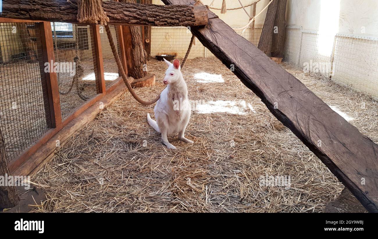 White albino kangaroo in a zoo behind a glass in a large cage. Stock Photo