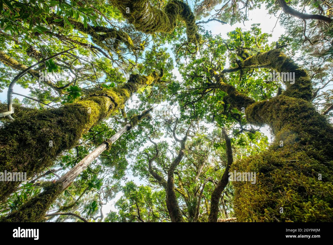 Laurel forest. Trees overgrown with moss Anaga, Tenerife Stock Photo