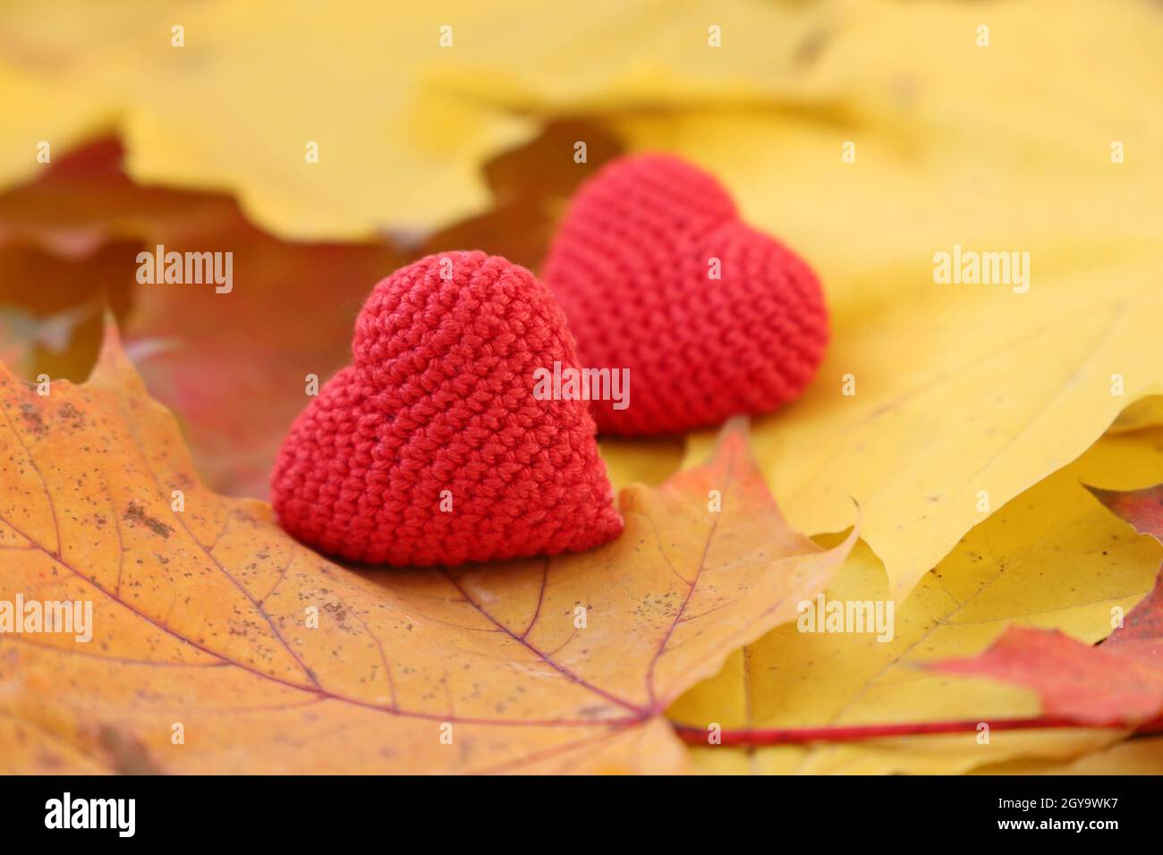 Red knitted hearts on yellow maple leaves. Concept of romantic love in autumn, fall season Stock Photo