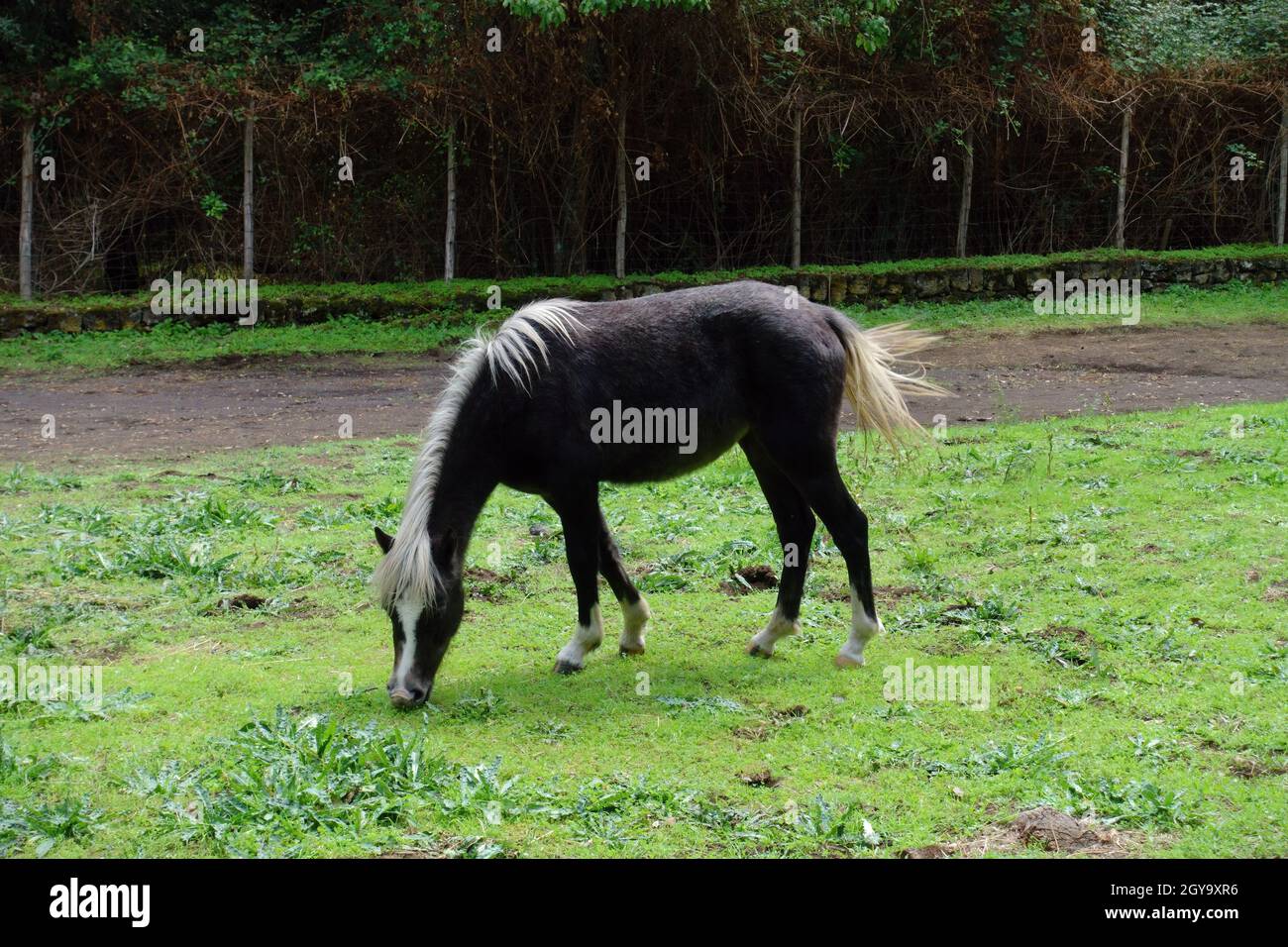 autumn colors of Sicily horse with white mane and tail in Etna Park Stock Photo
