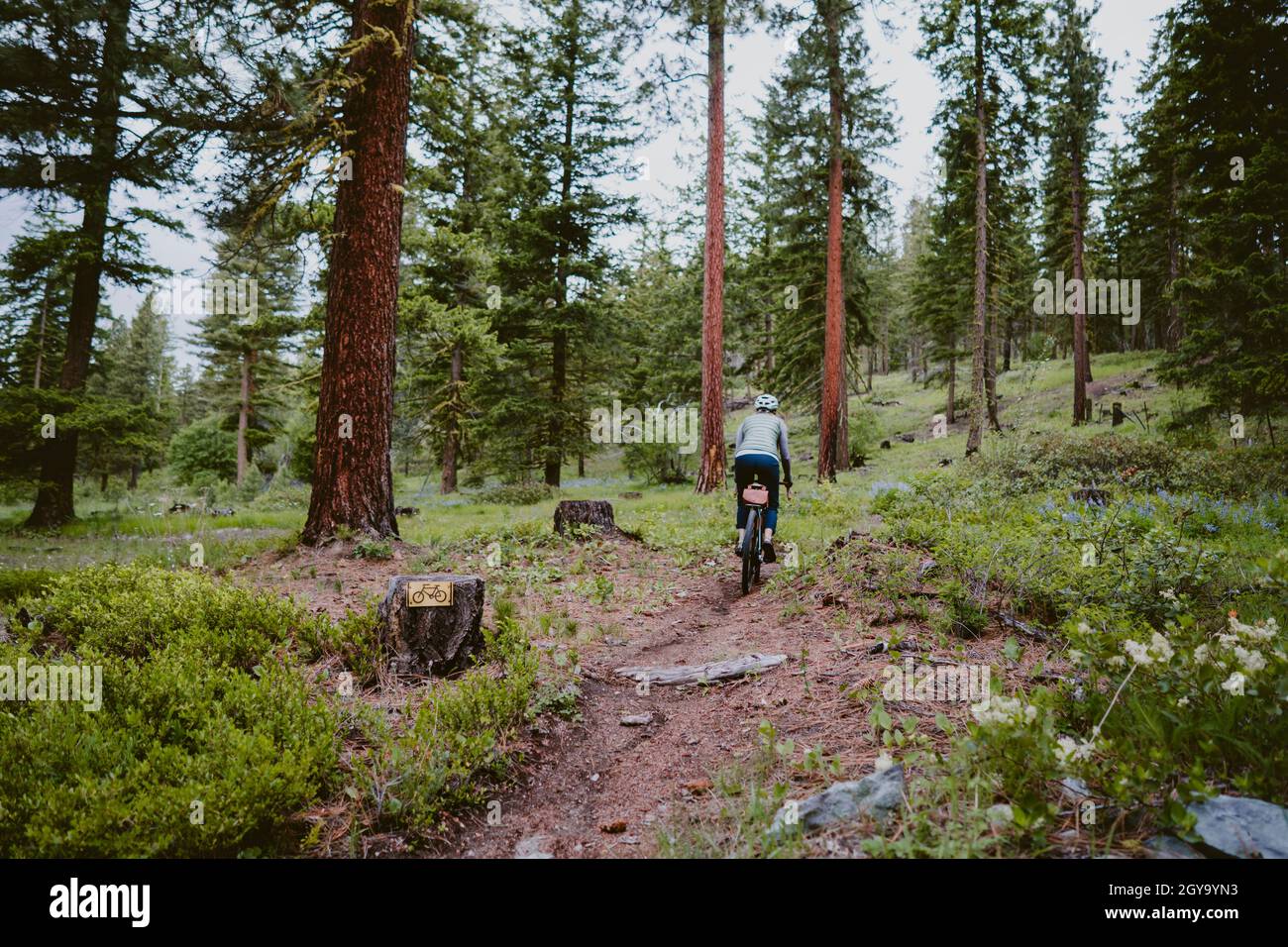 A cyclist bikes along trail through tall pine trees and wildflowers Stock Photo
