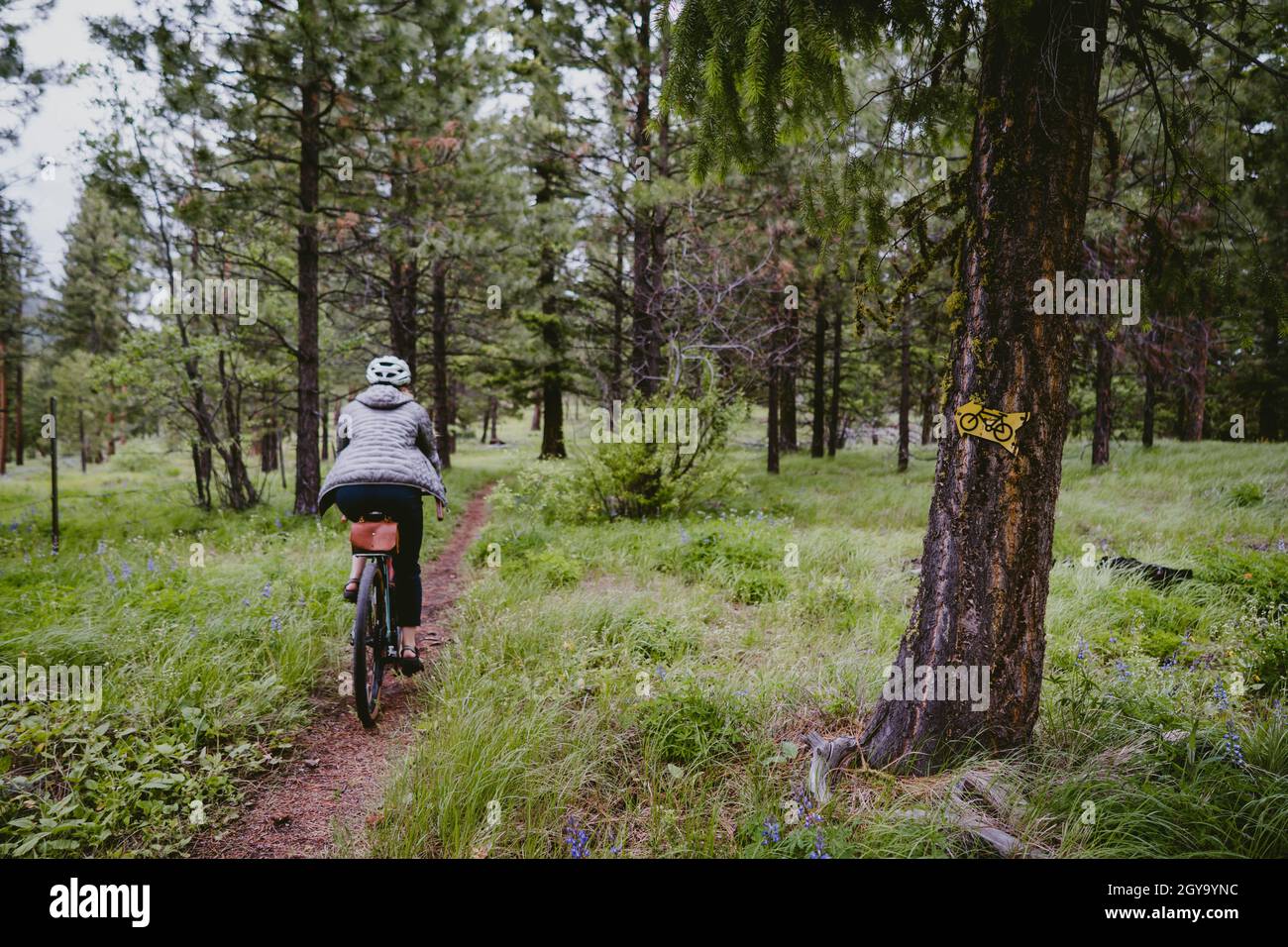Cyclist on single track trail bikes through forest Stock Photo
