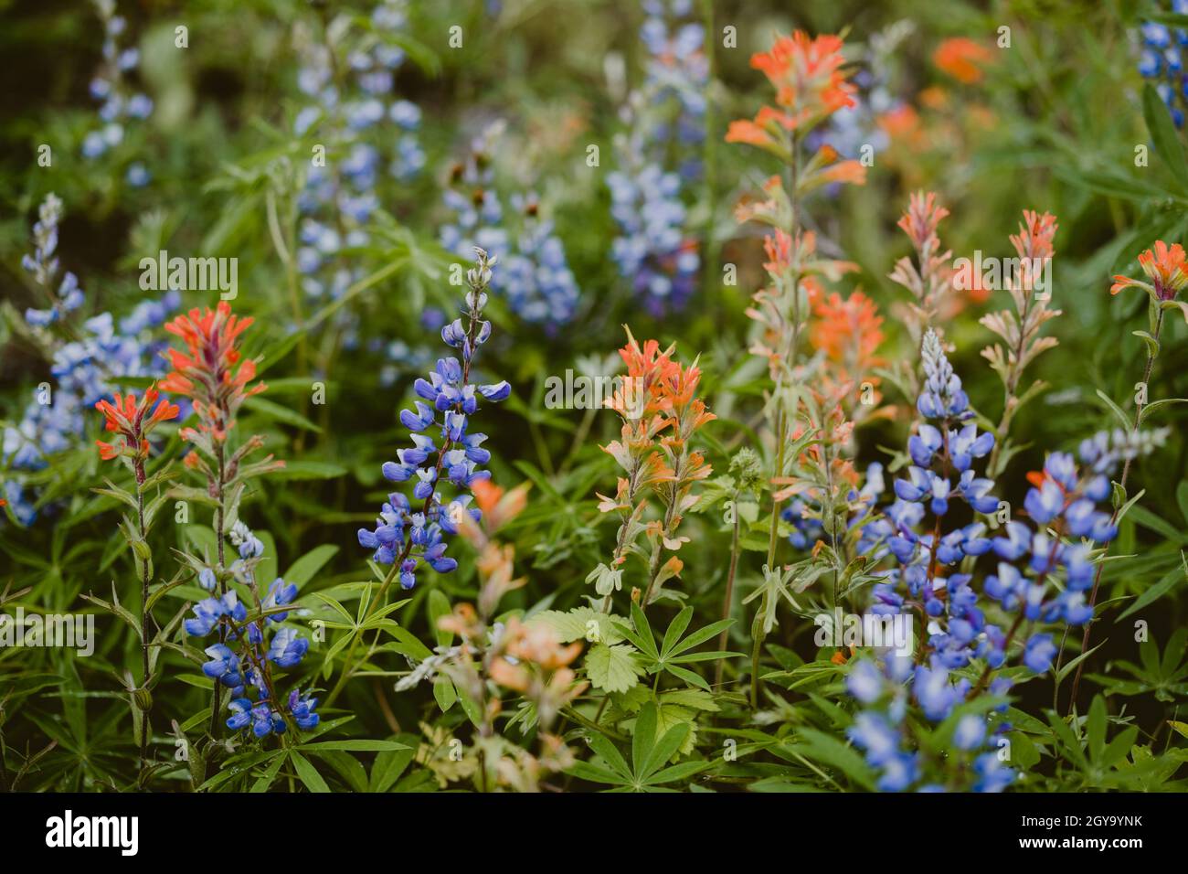 Close up view of field of wildflowers Stock Photo - Alamy