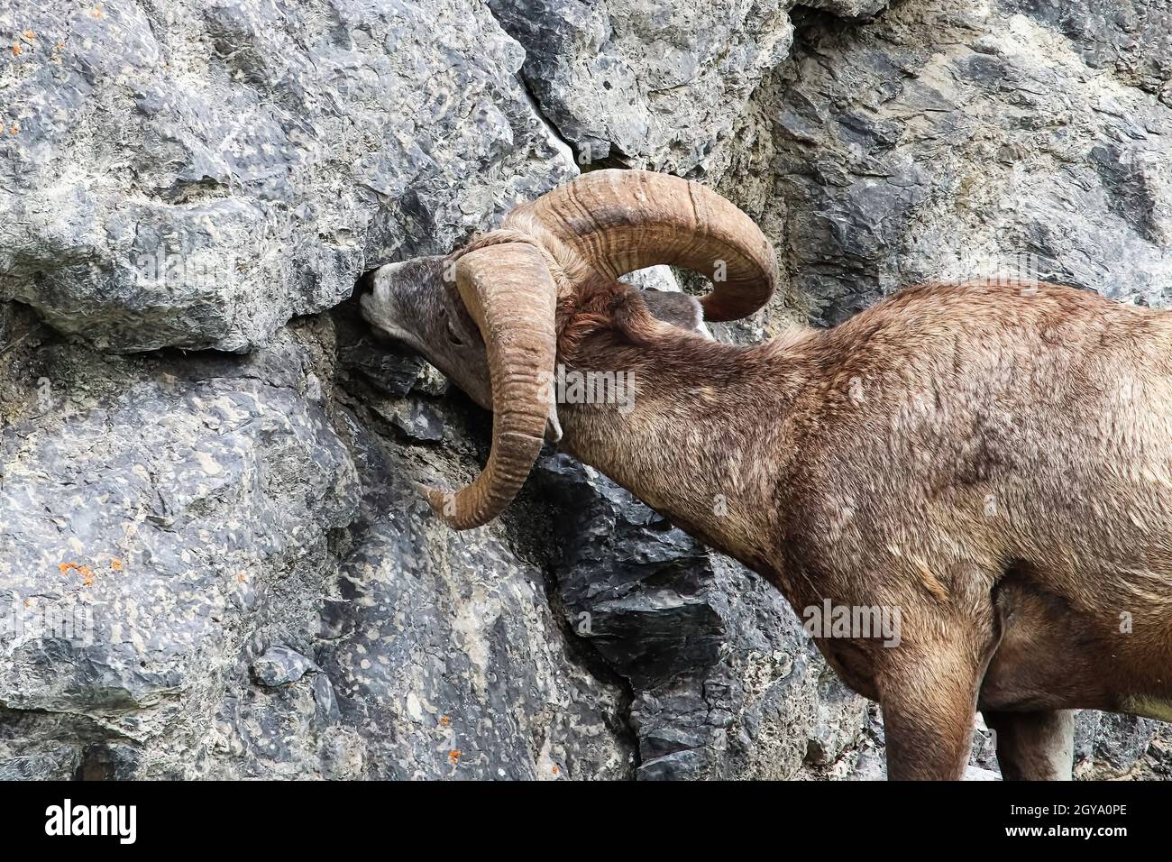 A bighorn sheep licks salt from a rock structure Stock Photo Alamy