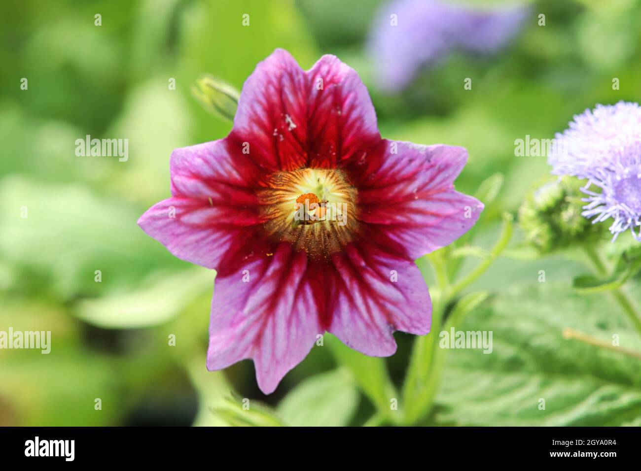 A pink and yellow Painted Tongue flower. Stock Photo