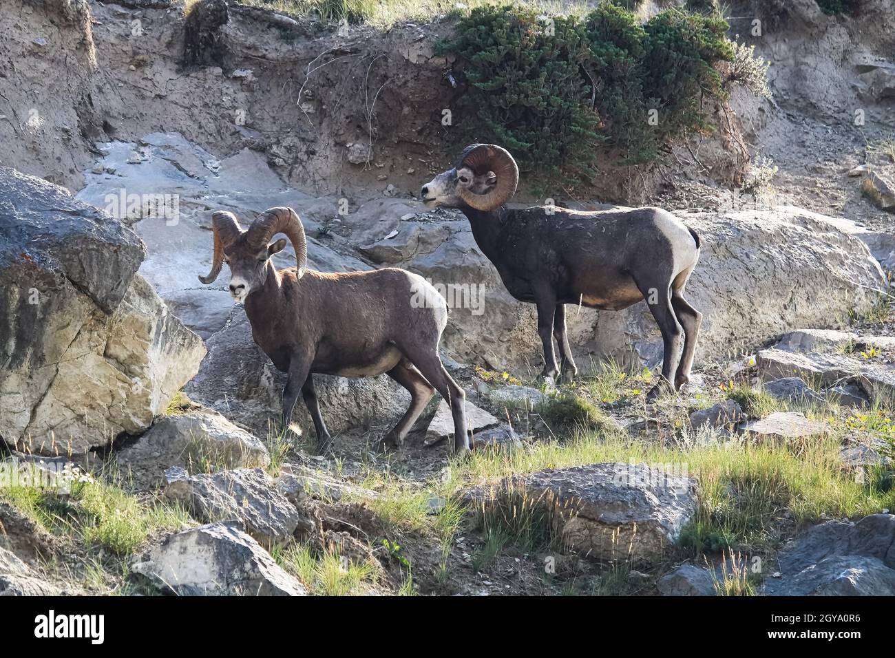 Two bighorn sheep rams stand infront of a rocky ledge Stock Photo - Alamy