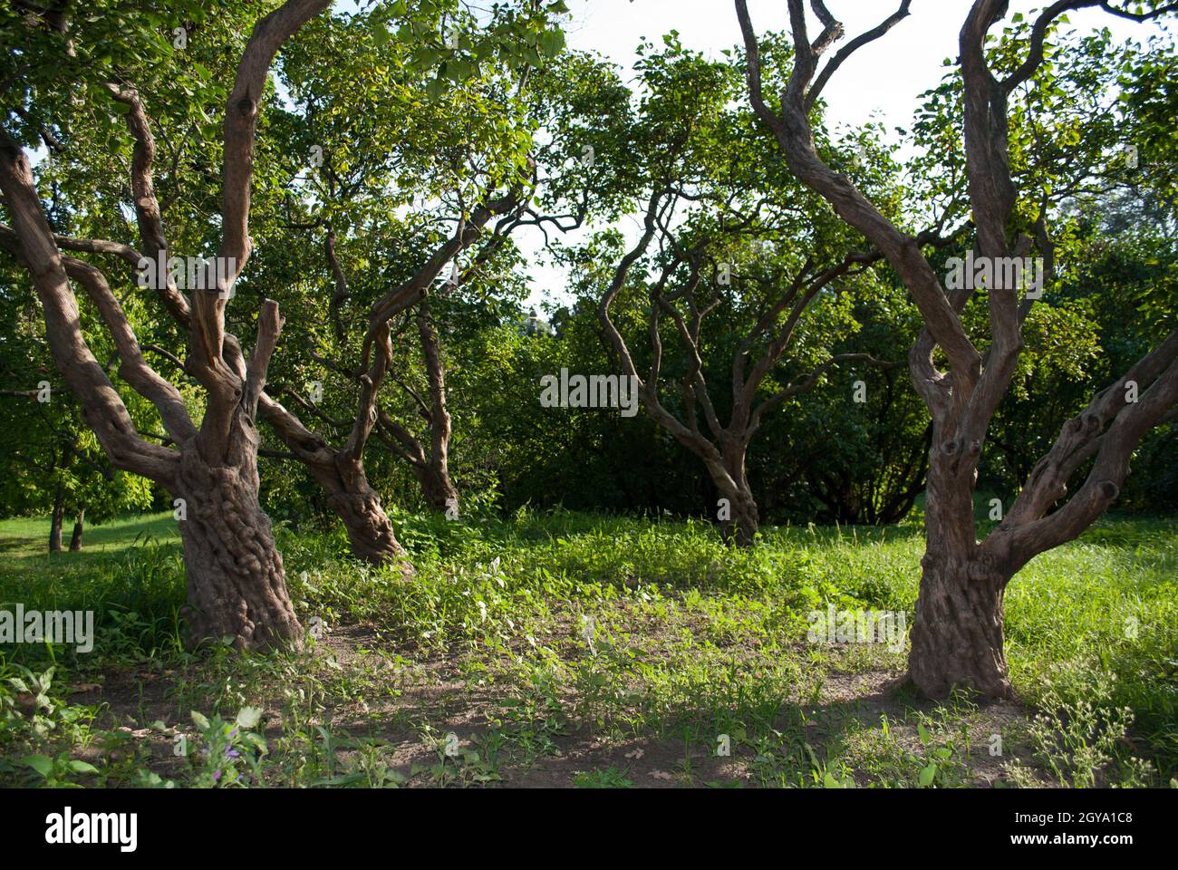 Trunks of old lilac trees in the park. Stock Photo