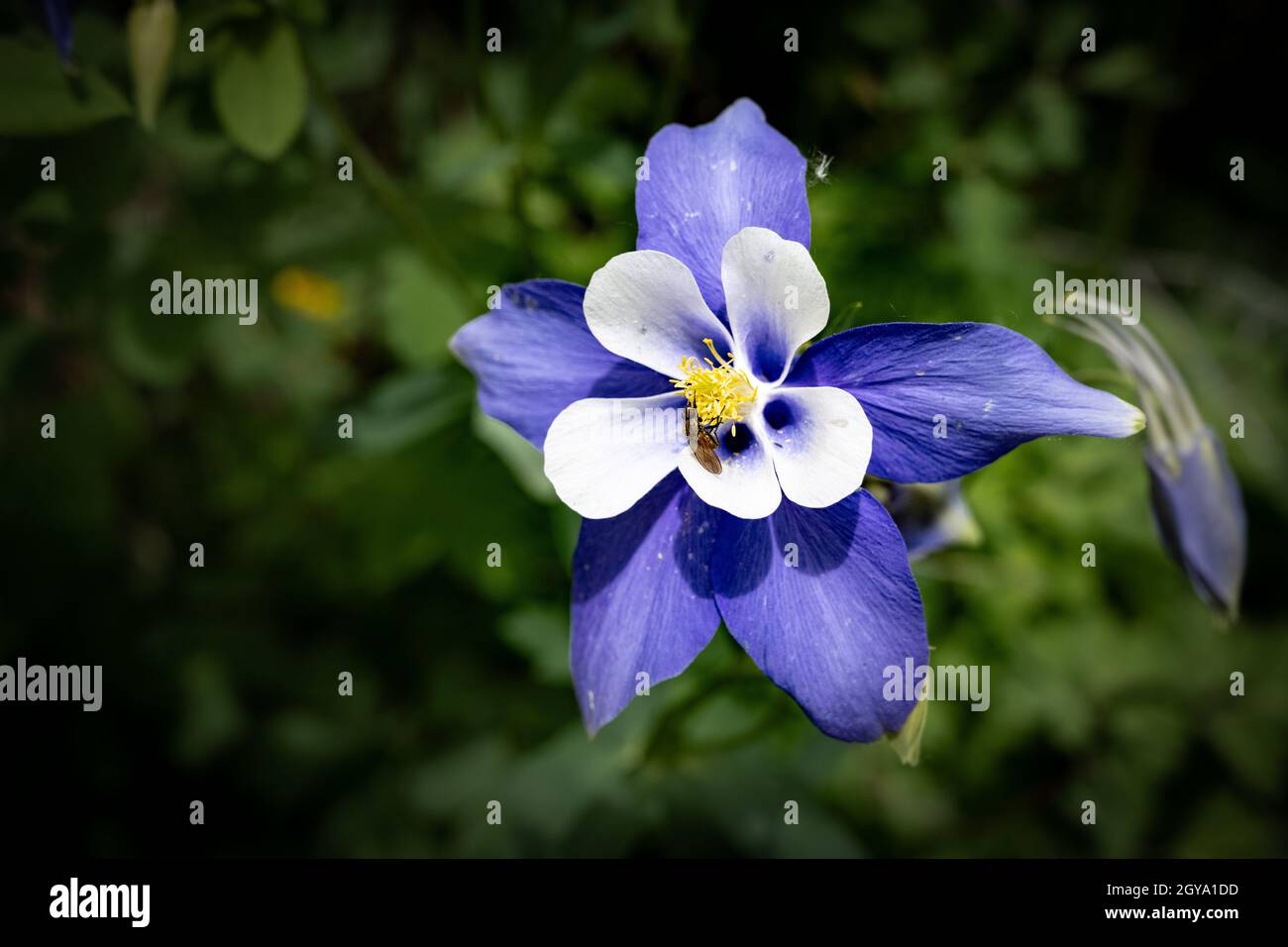 A close-up of a blue columbine (Colorado State Flower) Stock Photo