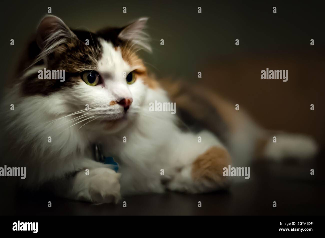 A fluffy calico cat looks indifferent as she lies looking away from the camera Stock Photo