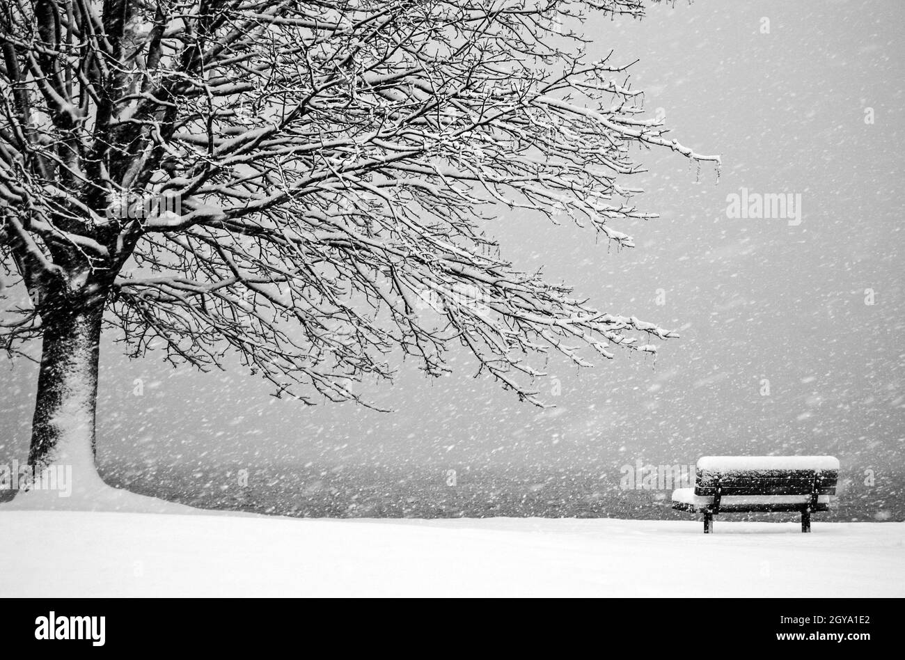 A snow covered park bench and tree Stock Photo