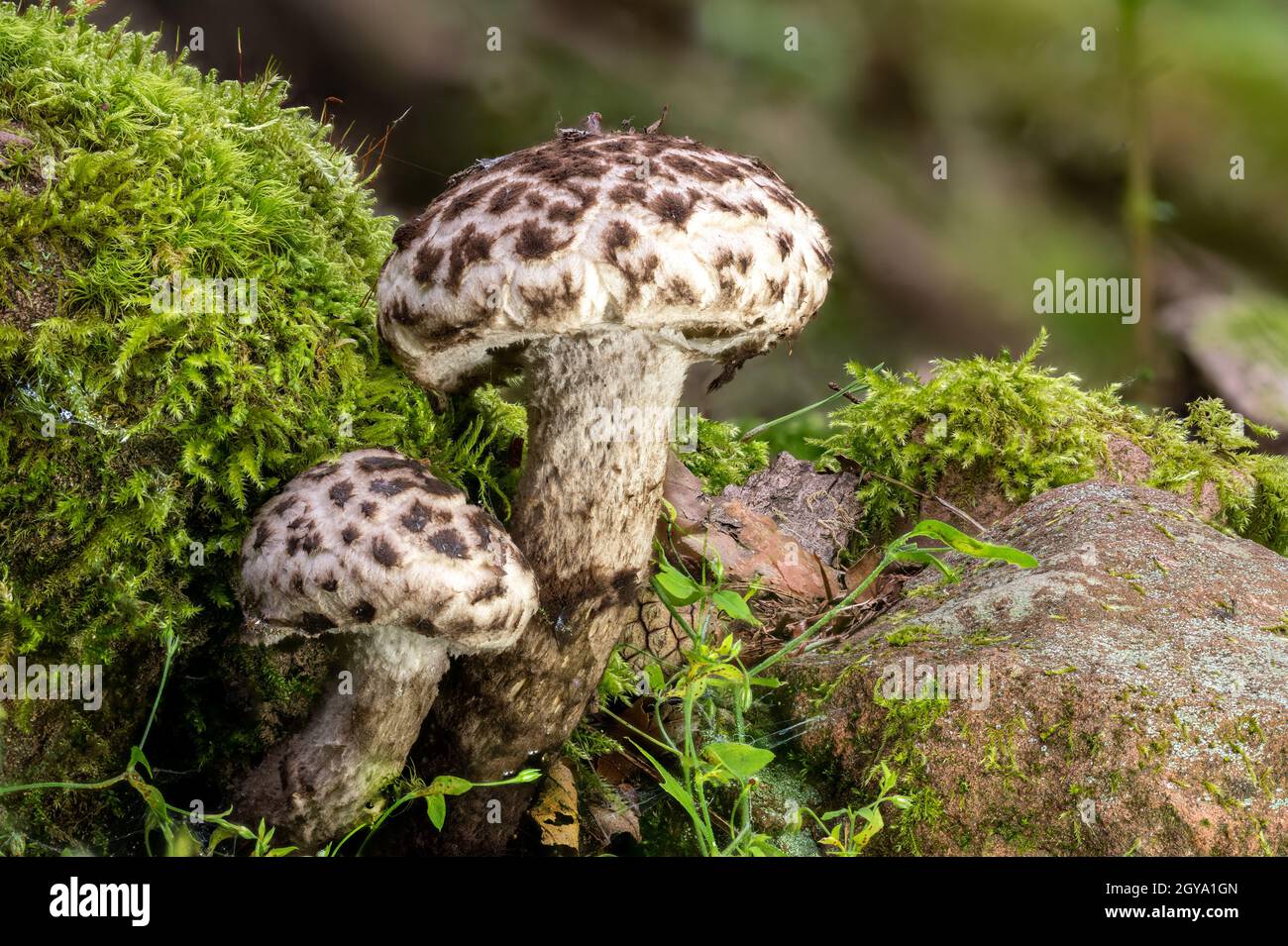 Detail view of a Old Man of the Woods Mushroom Strobilomyces strobilaceus in the moss Stock Photo