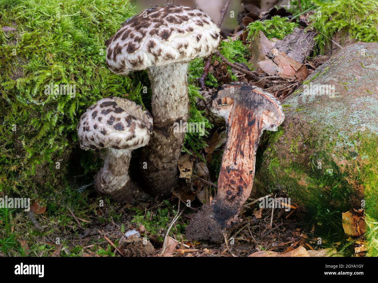 Detail view of a Old Man of the Woods Mushroom Strobilomyces strobilaceus whole and halved in the moss Stock Photo