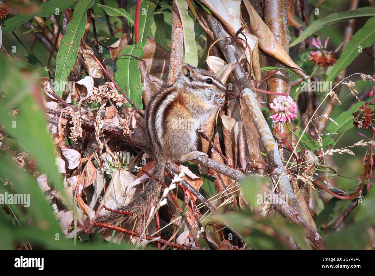 Closeup of the Least Chipmunk Tamias Minimus. Stock Photo