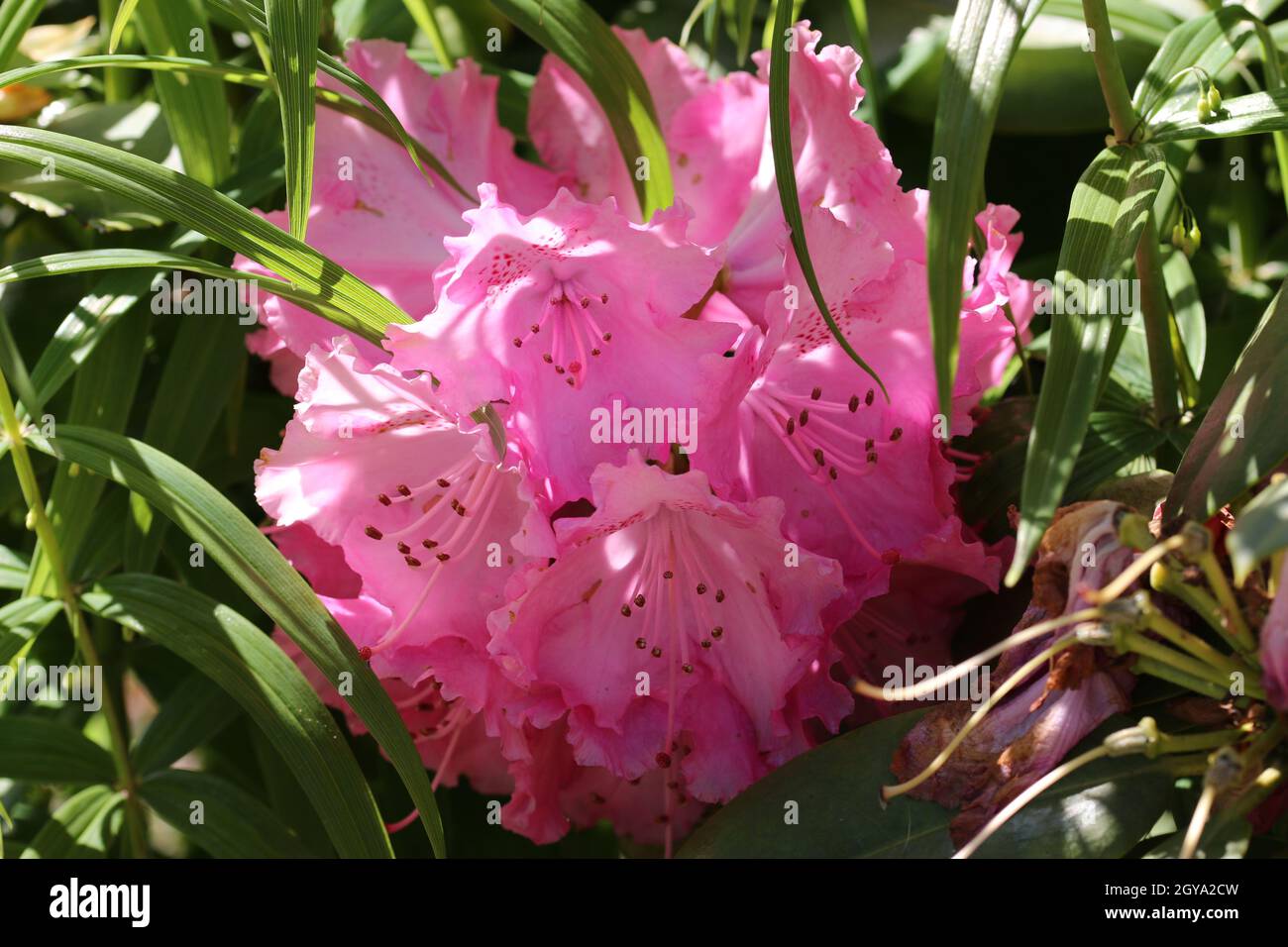 Pink Rhododendron hybrid variety Germania, flowers with dark pink spots on the petals and a dark blurred background of leaves. Stock Photo