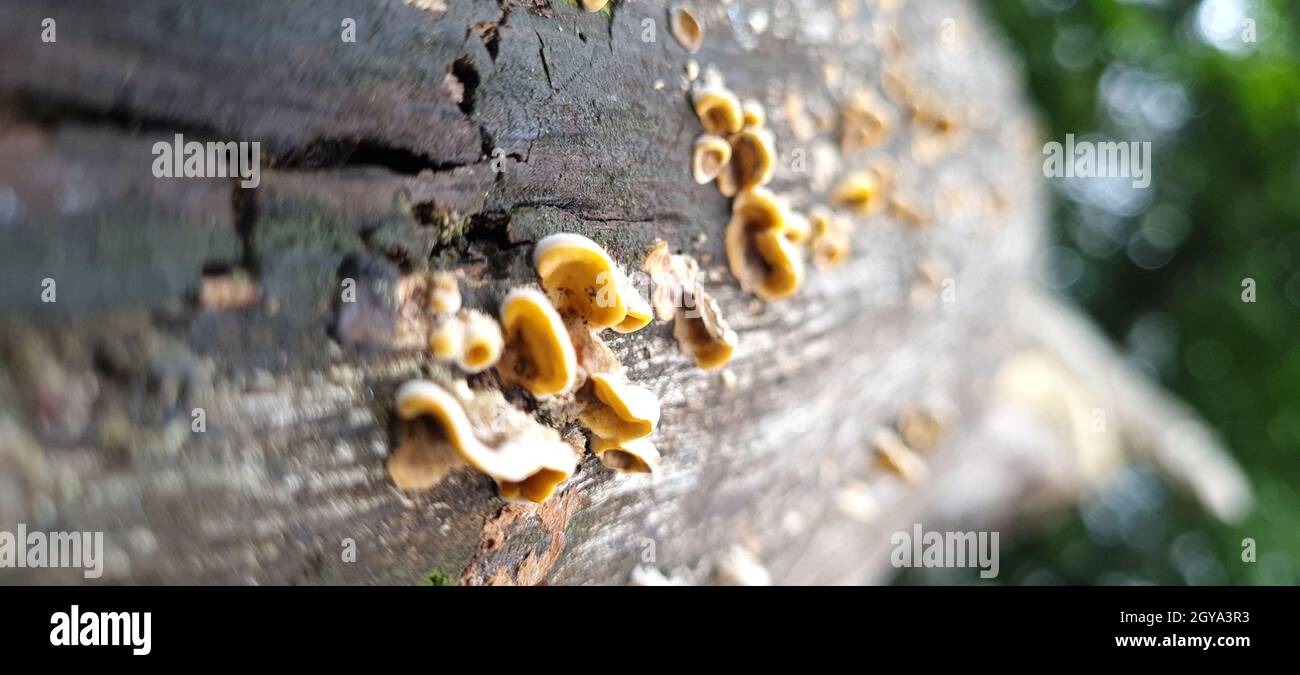Macro shot of fungus on a tree trunk in a forest during daylight Stock ...