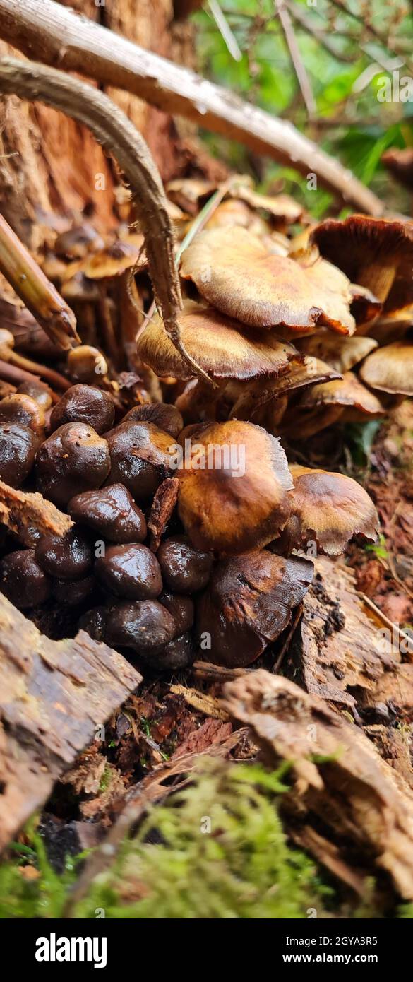 Vertical closeup of fungus in a forest during daylight Stock Photo - Alamy