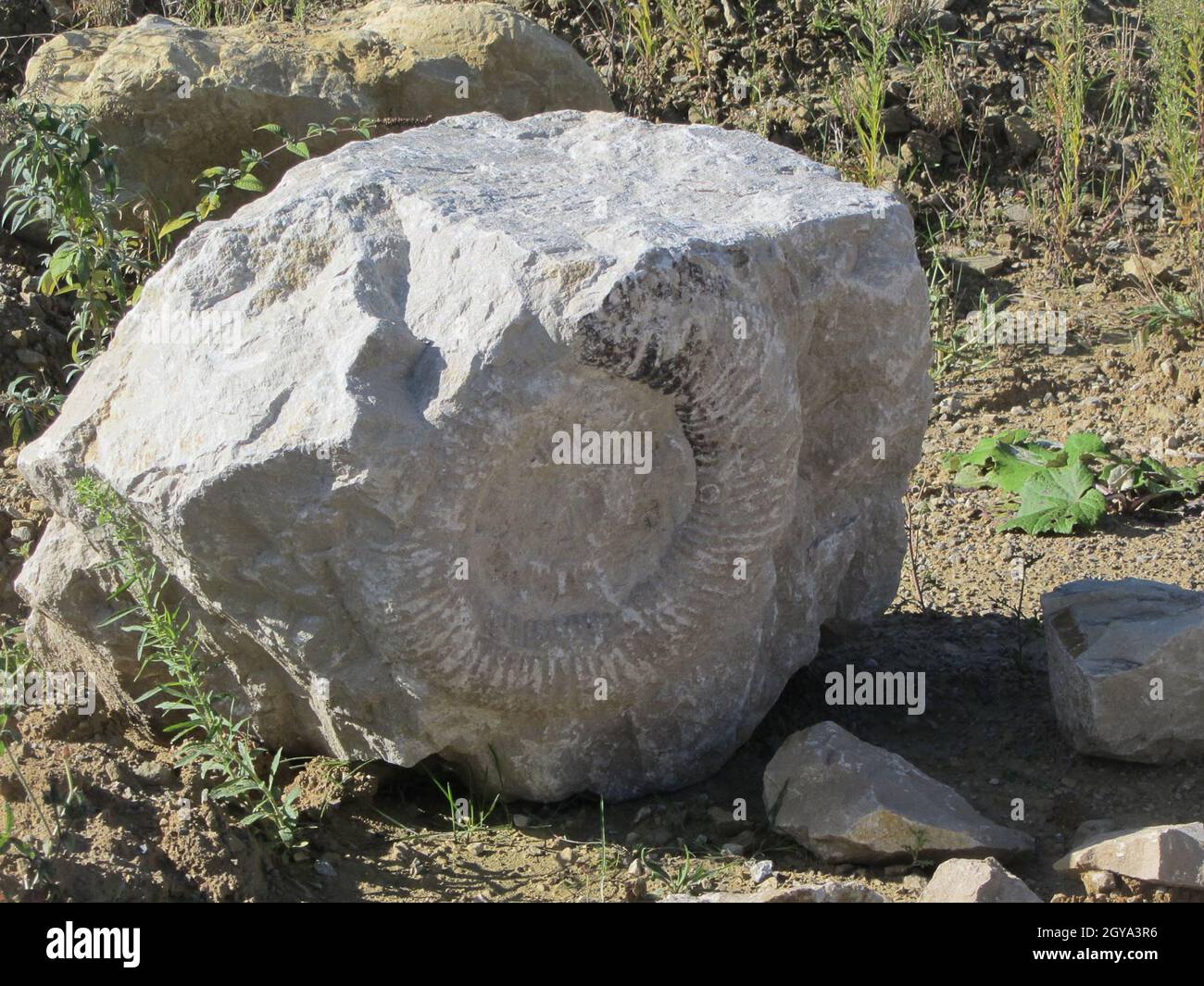 Closeup of an ammonite fossil rock outdoors during daylight Stock Photo