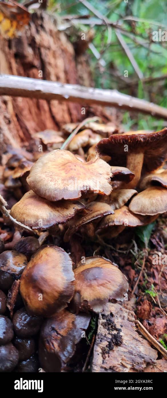 Vertical closeup of fungus in a forest during daylight Stock Photo - Alamy