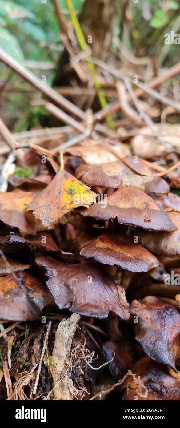 Vertical closeup of fungus in a forest during daylight Stock Photo - Alamy