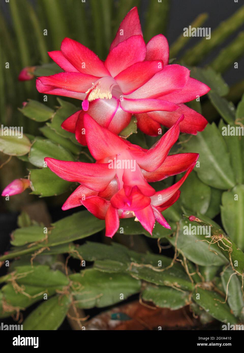 Christmas Cactus With Pink Flowers S. truncata Stock Photo - Alamy