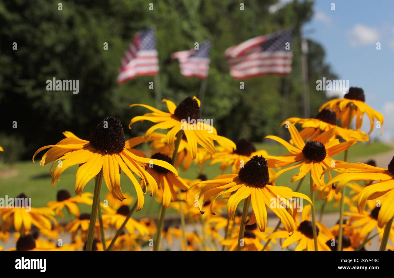 Wildflowers and American Flags, Shallow DOF Stock Photo