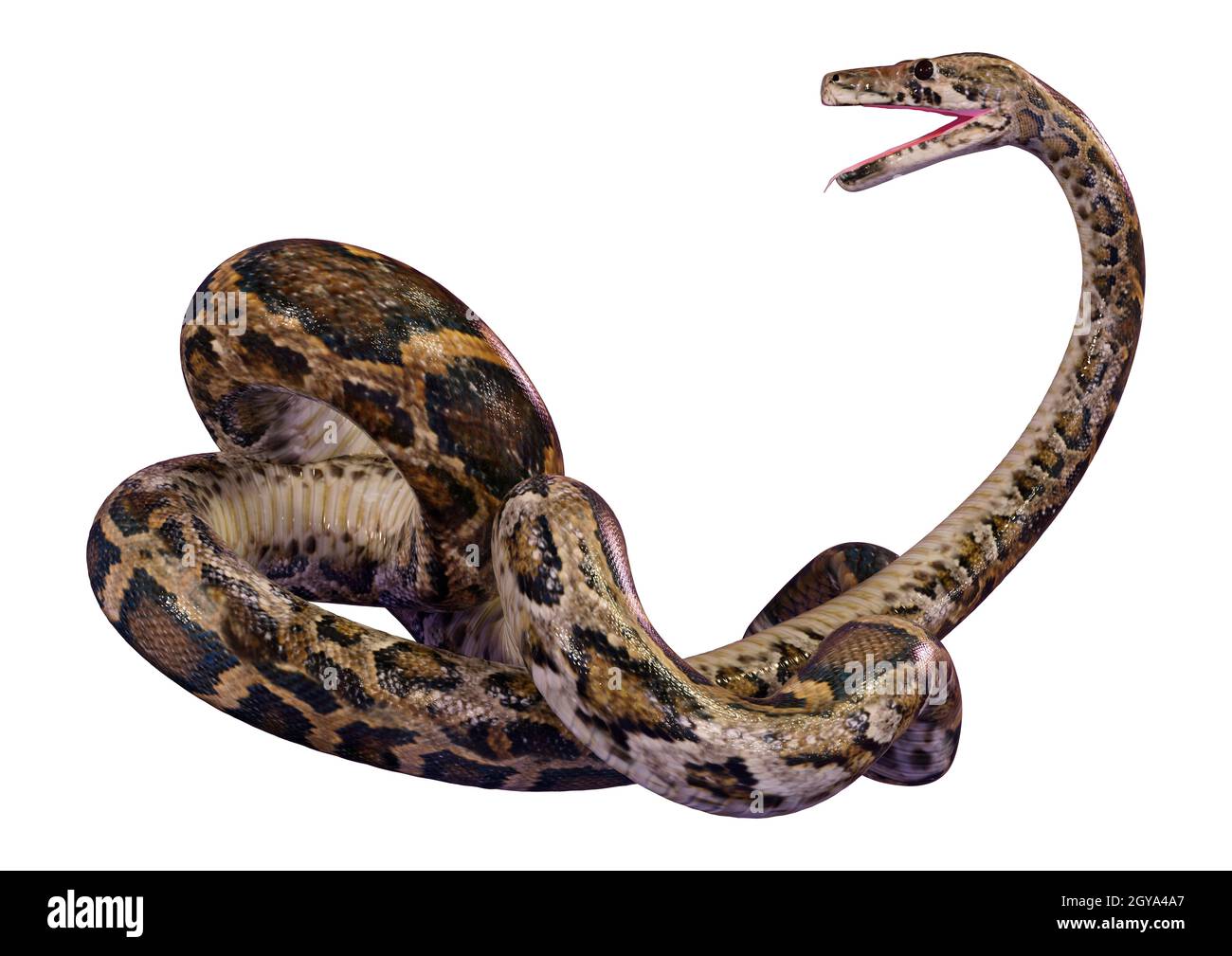 3D rendering of a Burmese python or Python bivittatus, one of the ...